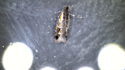 Soybean tentiform leafminer under examination light