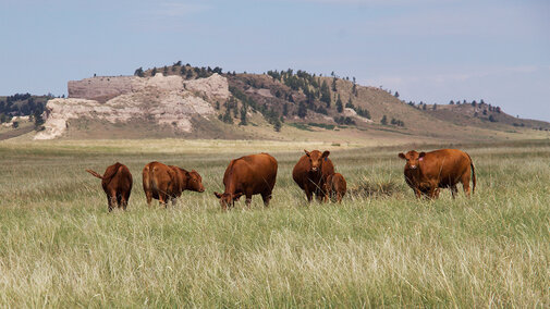 Cattle in pasture