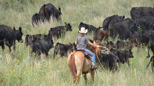 Youth on horse ropes cattle