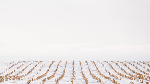 Snow on cornstalk field