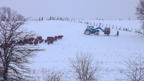 Tractor and cattle in snowy field with farmer