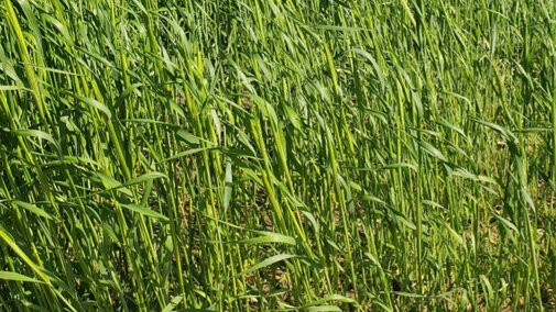 Elbon rye and AU-merit hairy vetch