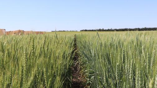 wheat field