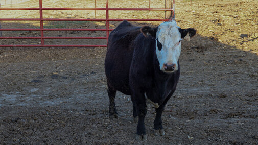 cattle in pen