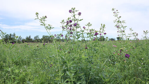 weedy alfalfa field