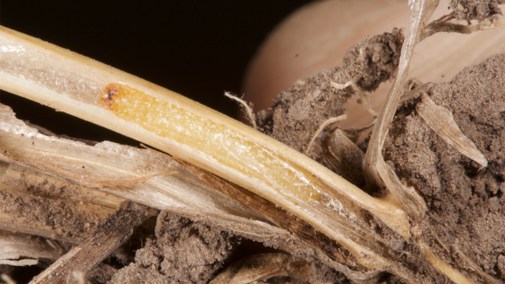 larvae inside wheat stem