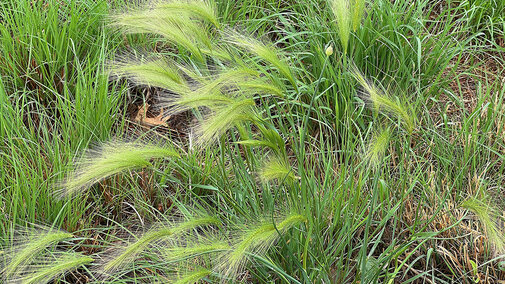 foxtail barley in pasture
