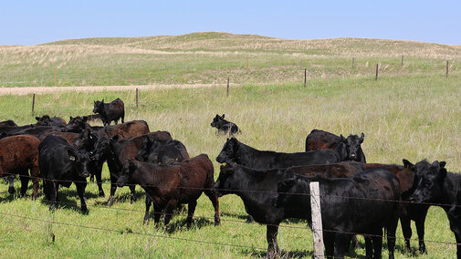 cattle grazing pasture
