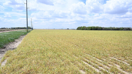 wheat streak mosaic virus diseased wheat field
