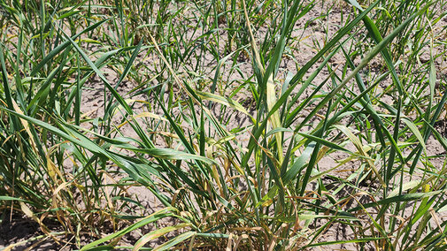 wheat with wheat streak mosaic