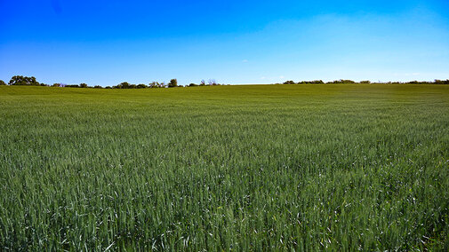 healthy green wheat field