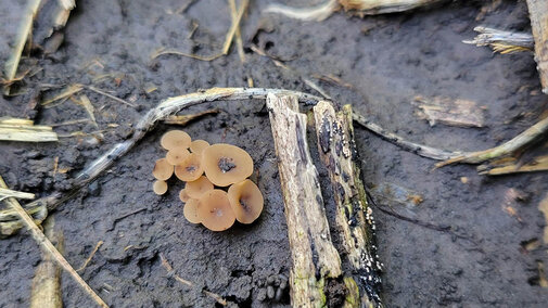 Brown mushroom-like apothecia emerging from moist soil and crop residue, indicating active white mold spore production in the field.