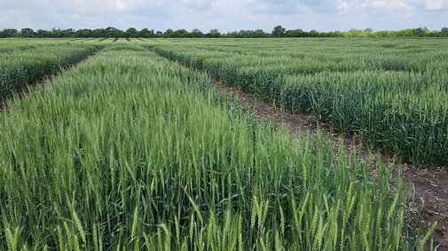 wheat breeding plots