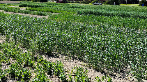 cover crops in field