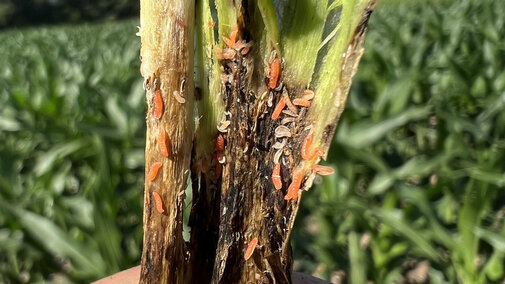 soybean gall midge larvae on stem