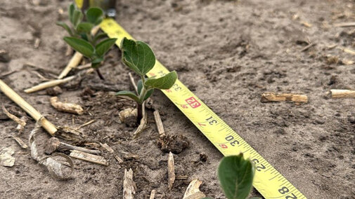 tape measurer lined up against soybean plants in field