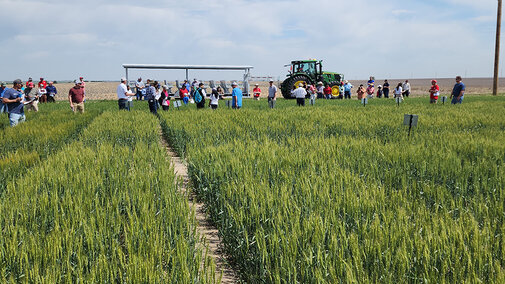 numerous people stand in wheat field during presentation