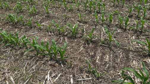 corn field with symptoms of infestation