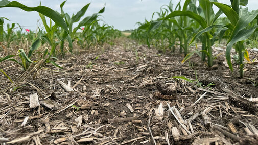 a row of underdeveloped corn next to normal row