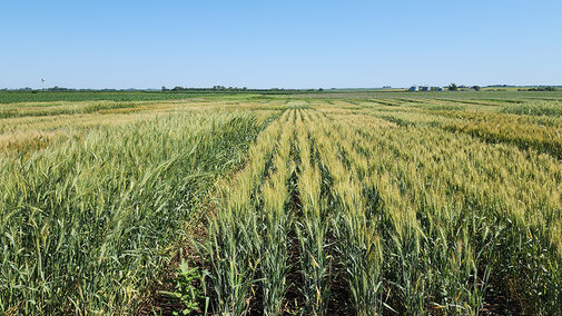 maturing wheat field with yellowing heads 
