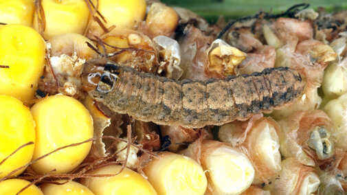 western bean cutworm larva eating a kernel of corn on a corn ear