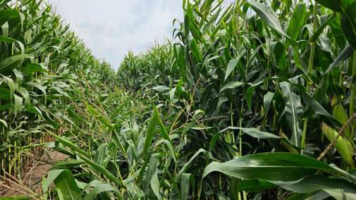 Cornfield with scattered lodging in the center rows, where plants have fallen over due to root damage caused by corn rootworm.