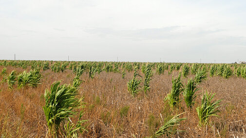 Volunteer corn plants scattered across a harvested field, illustrating a widespread post-harvest infestation with uneven growth and weed pressure.