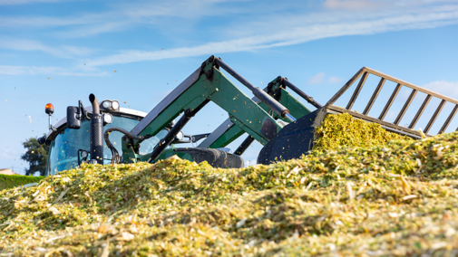 Front-end loader piling freshly chopped corn silage in a large outdoor silage pile under a clear blue sky.