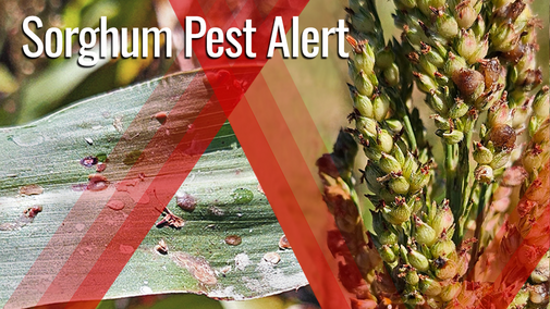 Sorghum pest alert graphic showing ergot symptoms, with sticky honeydew droplets on sorghum heads and residue spots on a sorghum leaf behind a red alert overlay.