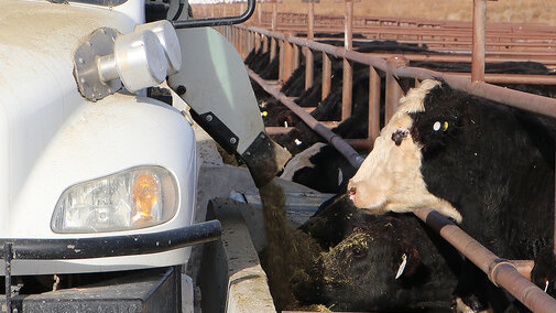A feed truck delivers a mixture of hay and grain into a concrete bunk at a feedlot as black and white cattle eat. Numbered pen markers line the fence in the background under clear skies.