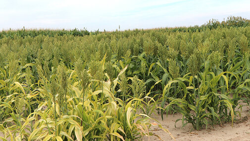 A field of standing milo with green seedheads and some yellowing lower leaves, growing in dry, sandy soil under a light blue sky.