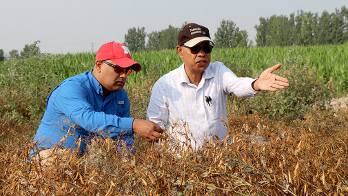 Two men examine dry soybean plants in a field, one pointing while discussing crop conditions during drought stress.