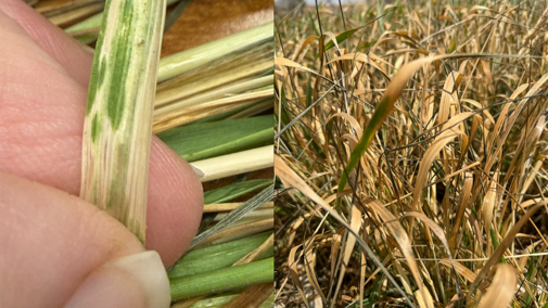 Close-up of a hand holding a green leaf with white streaks; dry, yellowing grass in the background.