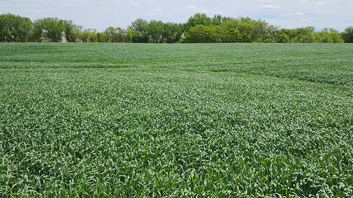 Vast green wheat field under a partly cloudy sky, bordered by trees in the background.