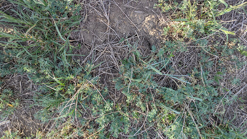 Dry ground with scattered grass and small green alfalfa plants.