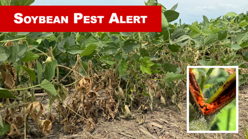 Soybean field with dried and damaged stems overlaid with photo of small orange larvae and Soybean Pest Alert text in a red box
