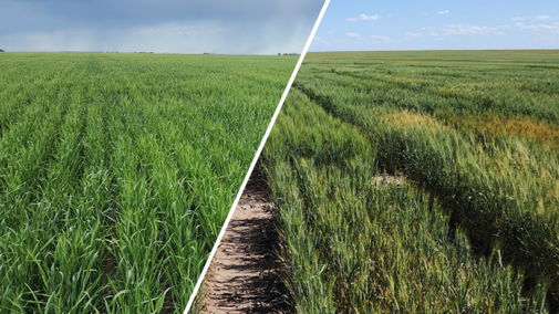 Green wheatfield on the left contrasted with a dry, yellowing wheatfield on the right.