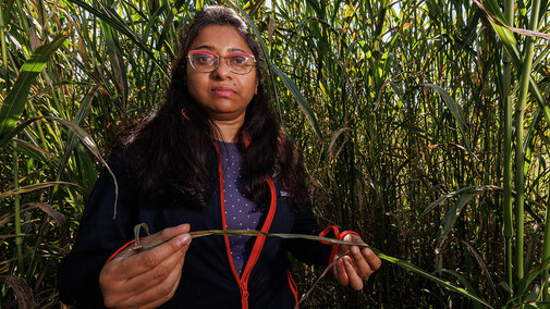 Researcher standing in a sorghum field, holding a leaf while inspecting plants for signs of disease.