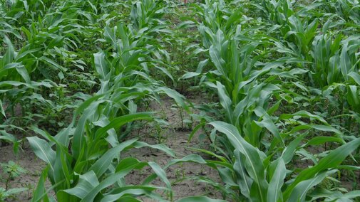 Herbicide field trial