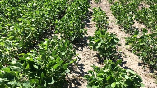 Rhizoctonia solani in soybeans. Links to full article.