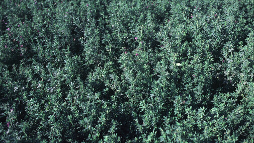 Alfalfa field