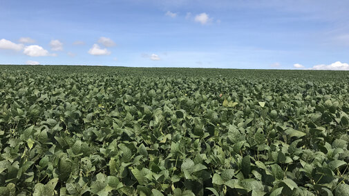 Soybean field in Brazil