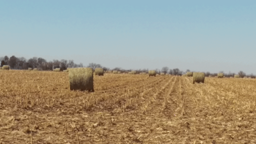 Corn field with baled residue