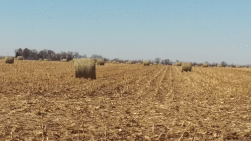 Figure 1. Based corn stalk residue.