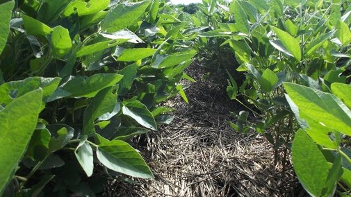 Soybean field where previous cover crop provided adequate weed control.