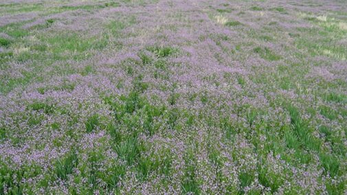 Figure 1. Uncontrolled blue mustard in a thin stand of winter wheat. (Photos by Robert Klein)