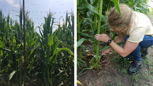 person measuring corn stalk diameter