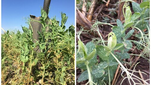 Figure 1. (left) Carryover injury of atrazine (2 lb ai/ac applied in the fall) and (right) mesotrione (applied in the spring) on field peas.