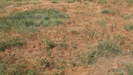 A rangeland area with dense patches of dried, brown cheatgrass among scattered green grasses and weeds.
