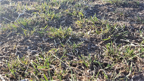 Downy brome, also know as cheatgrass, in a field